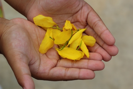 Golden shower - yellow flowers - in children.の写真素材