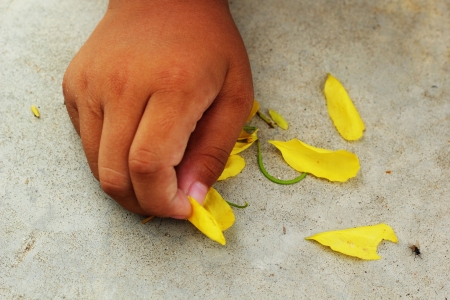 Golden shower - yellow flowers - in children.の写真素材