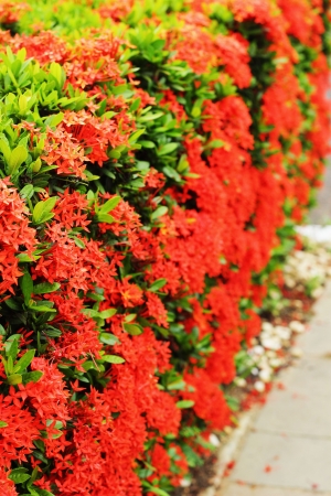 West Indian Jasmine - red flowersの写真素材