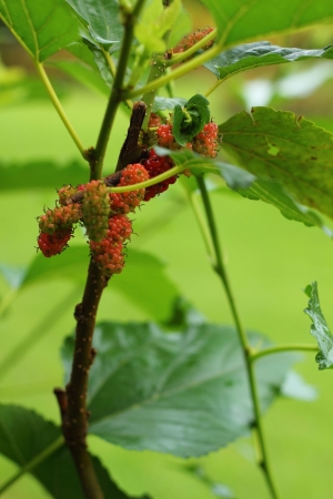 Mulberry on treeの写真素材