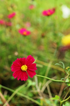 Pink flowersの写真素材