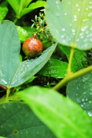 Pomegranateの写真素材