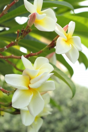 Plumeria white - white flowers の写真素材