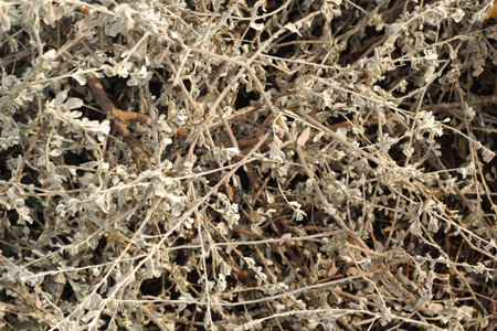 Old leaves background