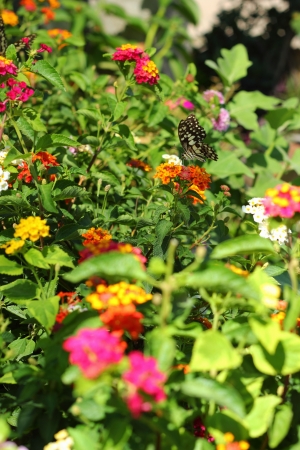 Â  Lantana camara - butterflies swarm Gaysorn flowers.の写真素材