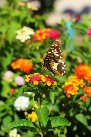  Lantana camara - butterflies swarm Gaysorn flowers.の写真素材