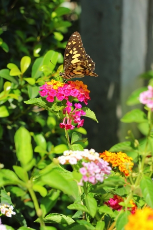  Lantana camara - butterflies swarm Gaysorn flowers.の写真素材