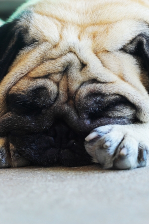 Pug dogs.の写真素材