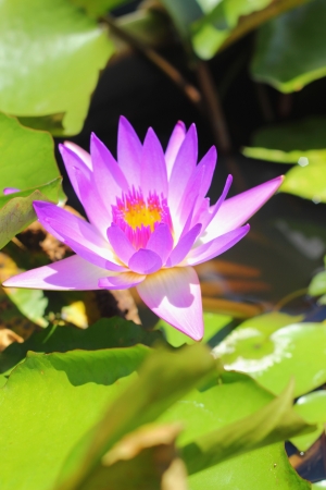 Lotus flower - purple flowerの写真素材