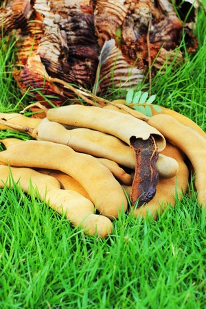 Ripe tamarind fruit on grassの写真素材