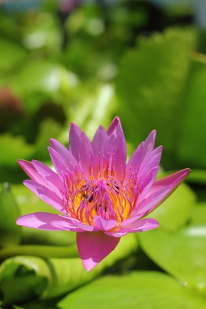 Lotus flower - purple flowerの写真素材