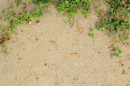 Leaves on the cement floor.の写真素材