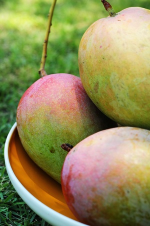 Ripe mango on green grassの写真素材