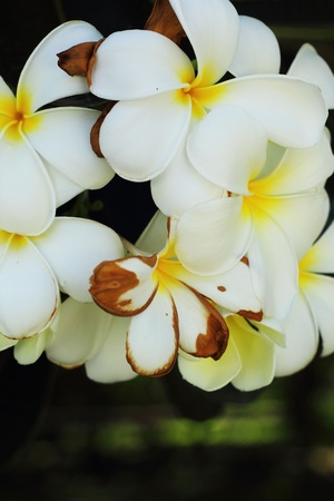 Frangipani flower - white flowerの写真素材