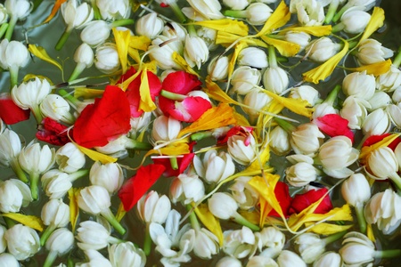 Jasmine floating.の写真素材