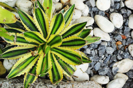 Green tree with a stone floor の写真素材