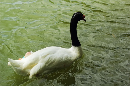 Swimming a black swan の写真素材
