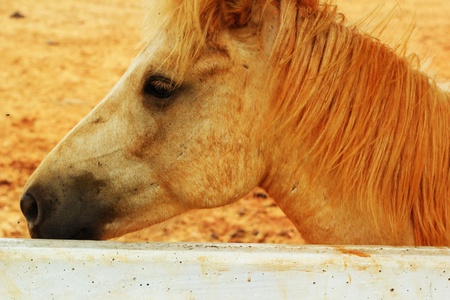Horses on a farmの写真素材