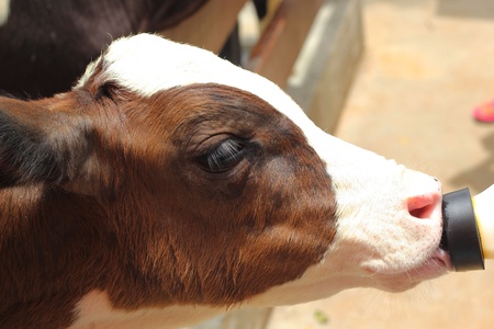 Calf sucking a milk small bottle.の写真素材