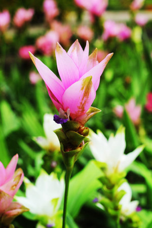 Siam tulip flower in garden 