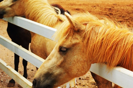 Horses on a farmの写真素材