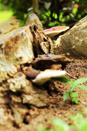 Ganoderma Lucidum - Ling Zhi Mushroom. 