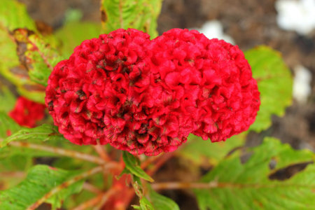 Cockscomb flowers.