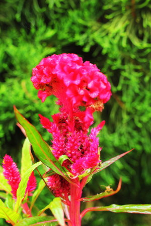 Cockscomb flowers.