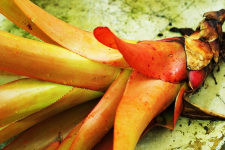 Ananas comosusの写真素材