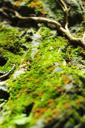 The green moss.の写真素材