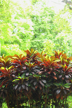 Green tree - Brown tree.