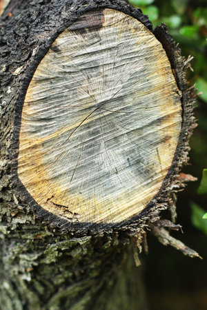 Old wood background