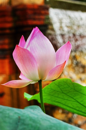 Pink lotus flowersの写真素材