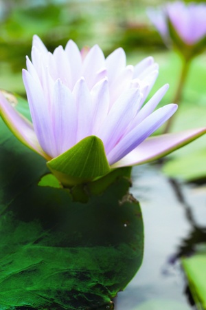 Lotus flower - purple flowerの写真素材