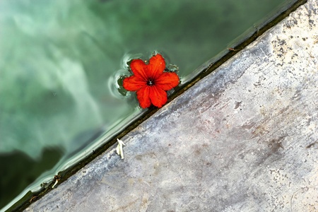 Red flower floating on the water.の写真素材