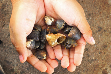 Seashells in hand.の写真素材