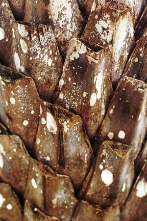 Old Wood Backgroundの写真素材