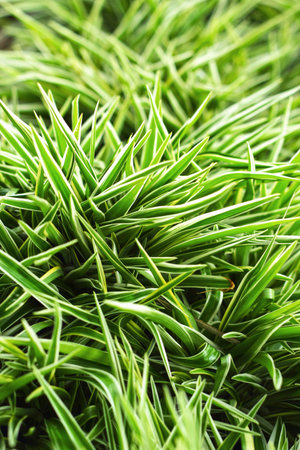 Green treeの写真素材