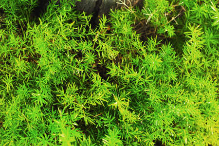 Green treeの写真素材