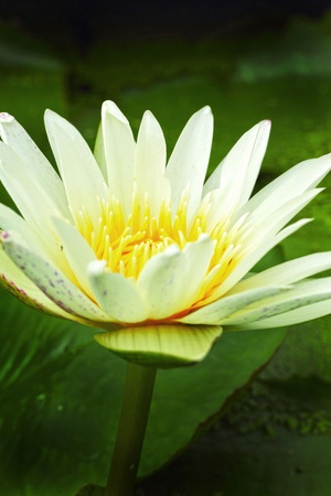 Lotus flower - while flowerの写真素材