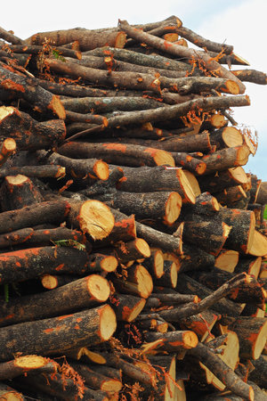 A pile of wood 