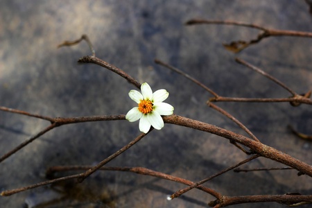 White flowers and twigs の写真素材