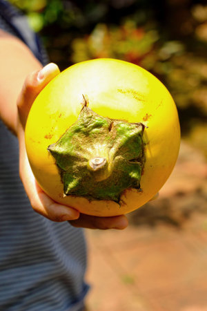 Eggplant, yellow ball in the hands of nature.