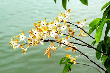 Orchid - white flowers with lake water.の写真素材