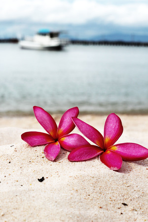 Frangipani flower - pink flowers on the sandの写真素材