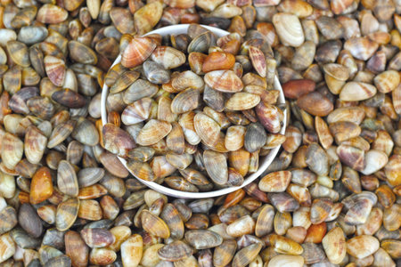 Shellfish fresh on the market.