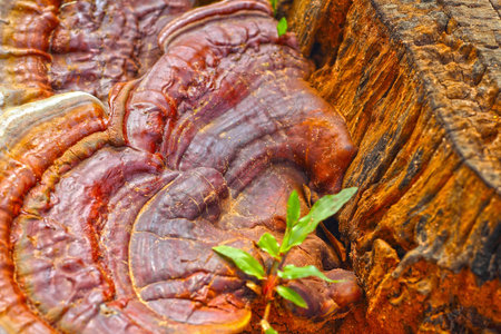 Ganoderma Lucidum - Ling Zhi Mushroom 