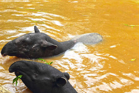 Tapir in the lakeの写真素材