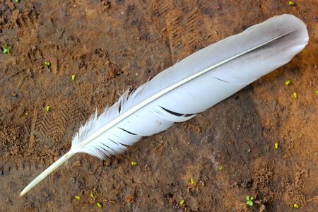 bird feather - dropped on the floor.の写真素材