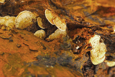 Ganoderma Lucidum - Ling Zhi Mushroom.